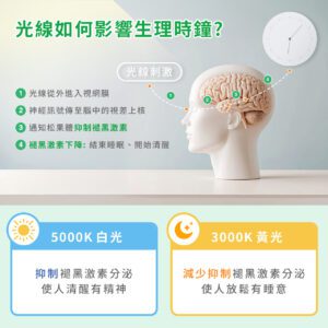 光線如何影響生理時鐘